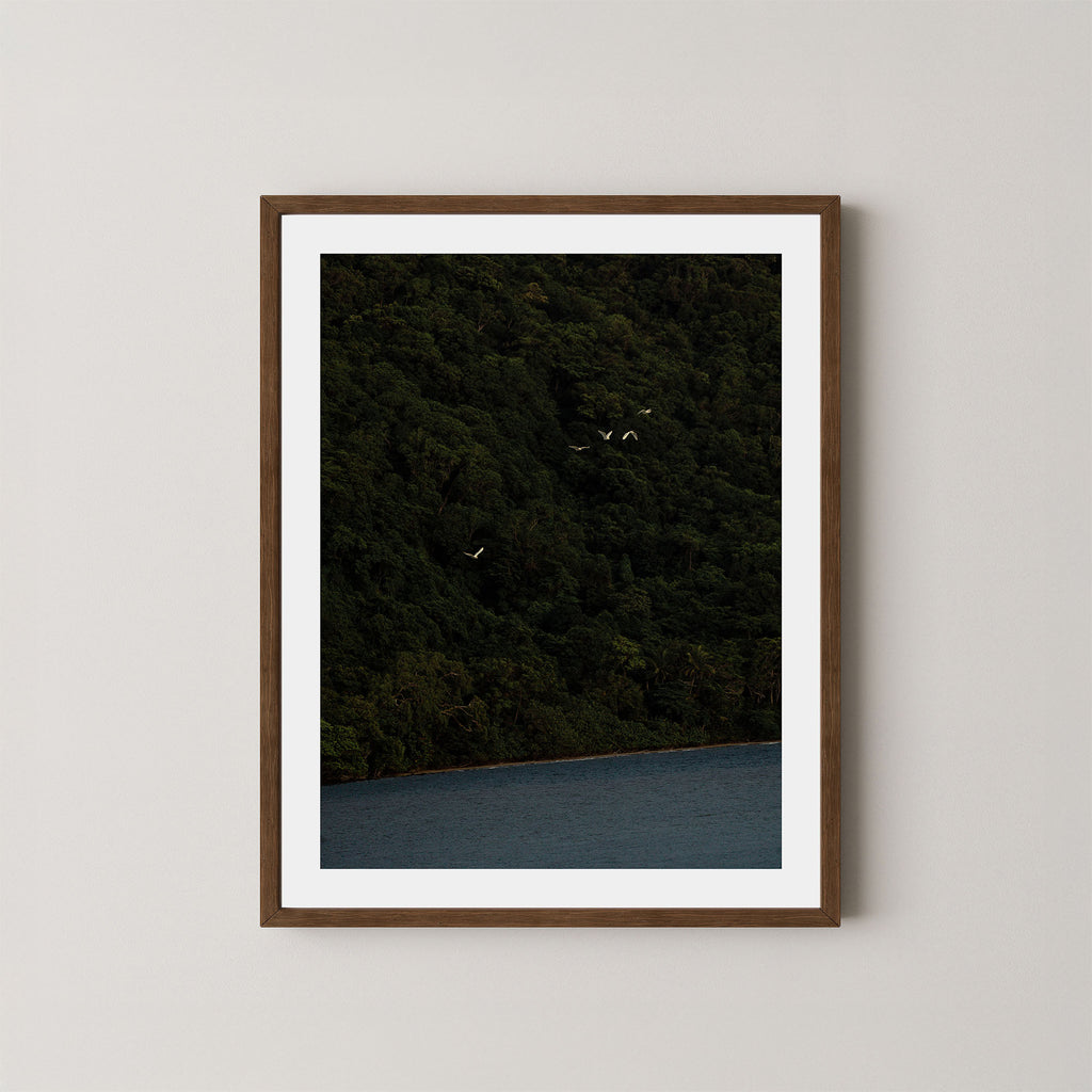 Daintree art print of a dark forest with birds and ocean in the Daintree, Australia, displayed on a wall in a dark wooden frame.