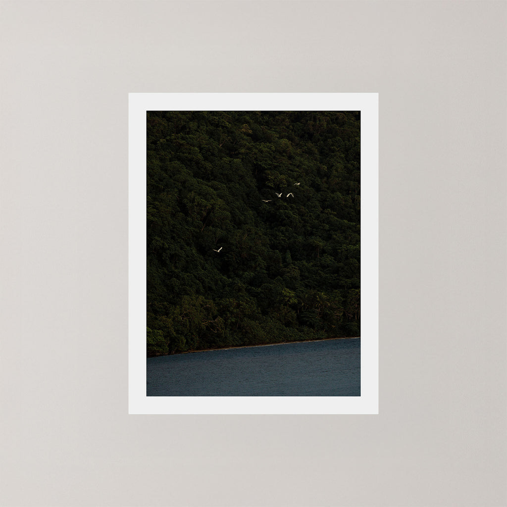 Daintree photography art print of a dark forest with birds and ocean in the Daintree, Australia, displayed on a wall.