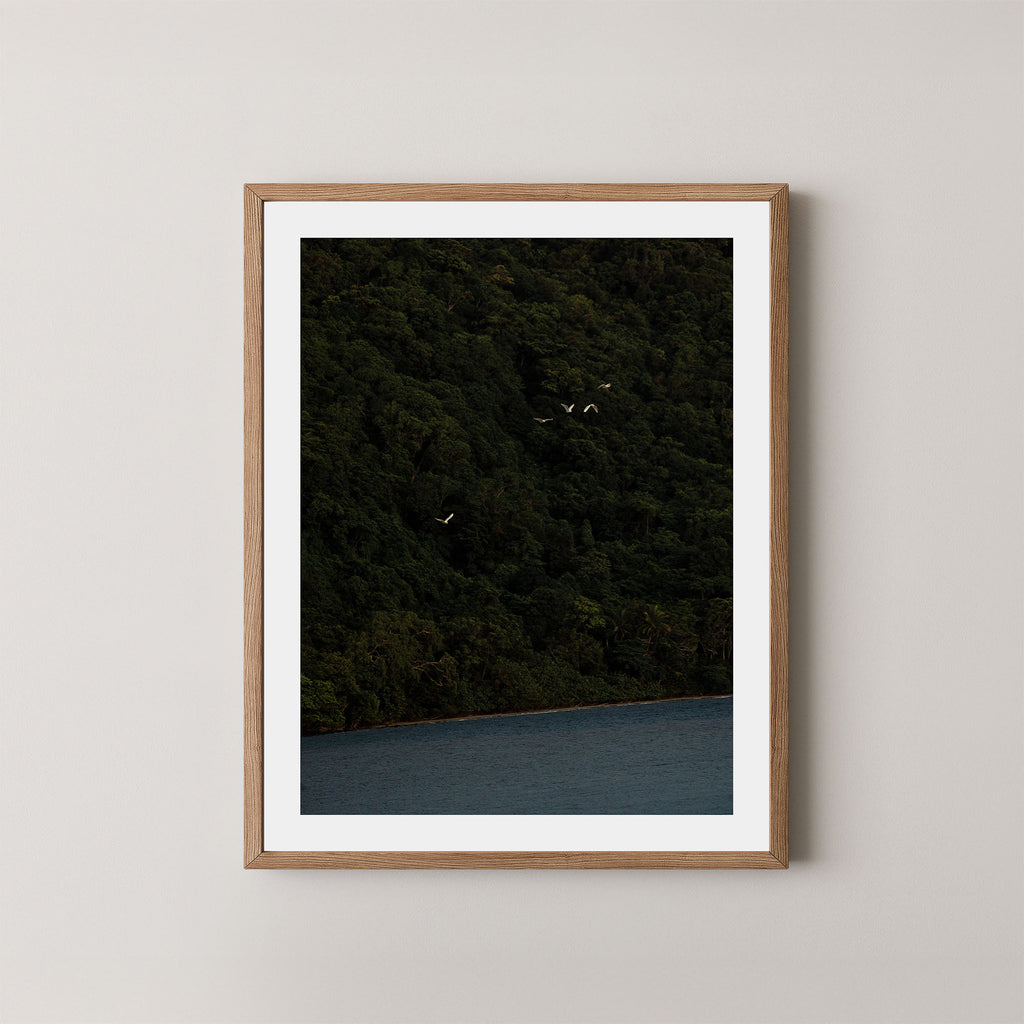 Daintree art print of a dark forest with birds and ocean in the Daintree, Australia, displayed on a wall in a natural wooden frame.