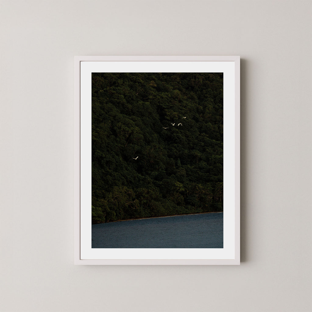Daintree art print of a dark forest with birds and ocean in the Daintree, Australia, displayed on a wall in a white frame.